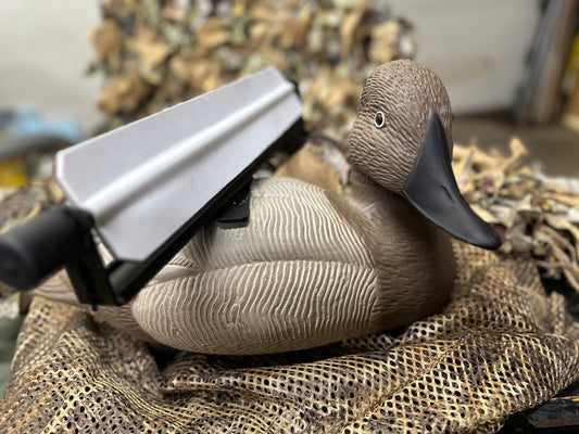 Canvasback Hen