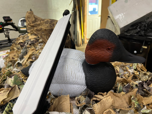 Canvasback Drake