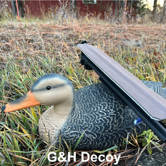 Mallard Hen